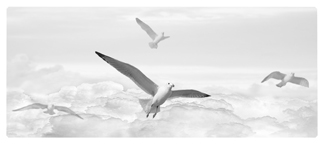 DNSEMP-L-101-WT Journey Home Clouds Birds White